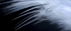 angel-white-feathers[1]