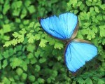 blue-butterfly-on-green-leaves-150x150[1]