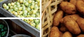 organic-food-300x214[1]