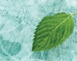 istock_000003968148xsmall-150x150[1]