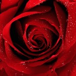 a_red_rose_for_you