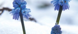 pl_cover_winter_2009[1]