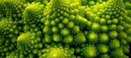 best-picture-gallery-macro-vegetable-cauliflower-viel-gesundes-grun-tin-g-300x225[1]