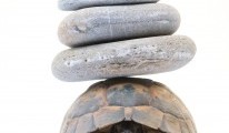 istock_000011215711medium-206x300[1]