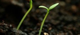 seedlings_014-300x225[1]