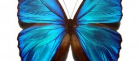 blue_morpho_butterfly-300x271[1]