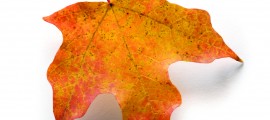 iStock_000004385390Medium[1]