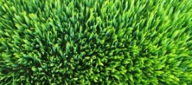 183529416_a97c6f3c24_o-300x200[1]