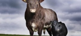 Mini-Moo-300x224[1]