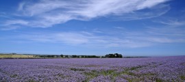 Linseed_Field_by_GailJohnson-1024x682[1]