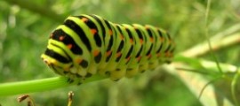 Papilio_machaon_caterpillar-300x225[1]
