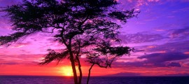Kiawe-Tree-Wailea-Maui-Hawaii