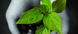 iStock_000005952276Large-300x300[1]