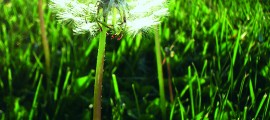 The Wonder of Weeds