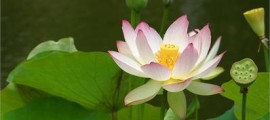 lilly.182153
