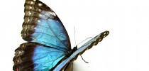 iStock_000008545669Large