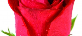 Beautiful red rose