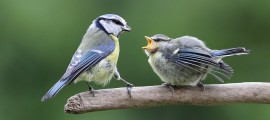 BlueTit feeding chick-4459-SYC-300512