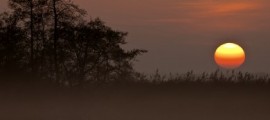 Setting sun is dissapearing behind reed