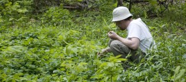 foraging1_large1