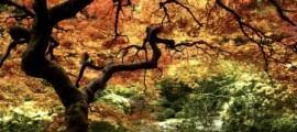 legends of the fall