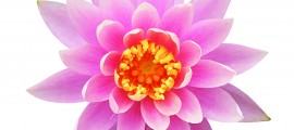 iStock_000016154619Small