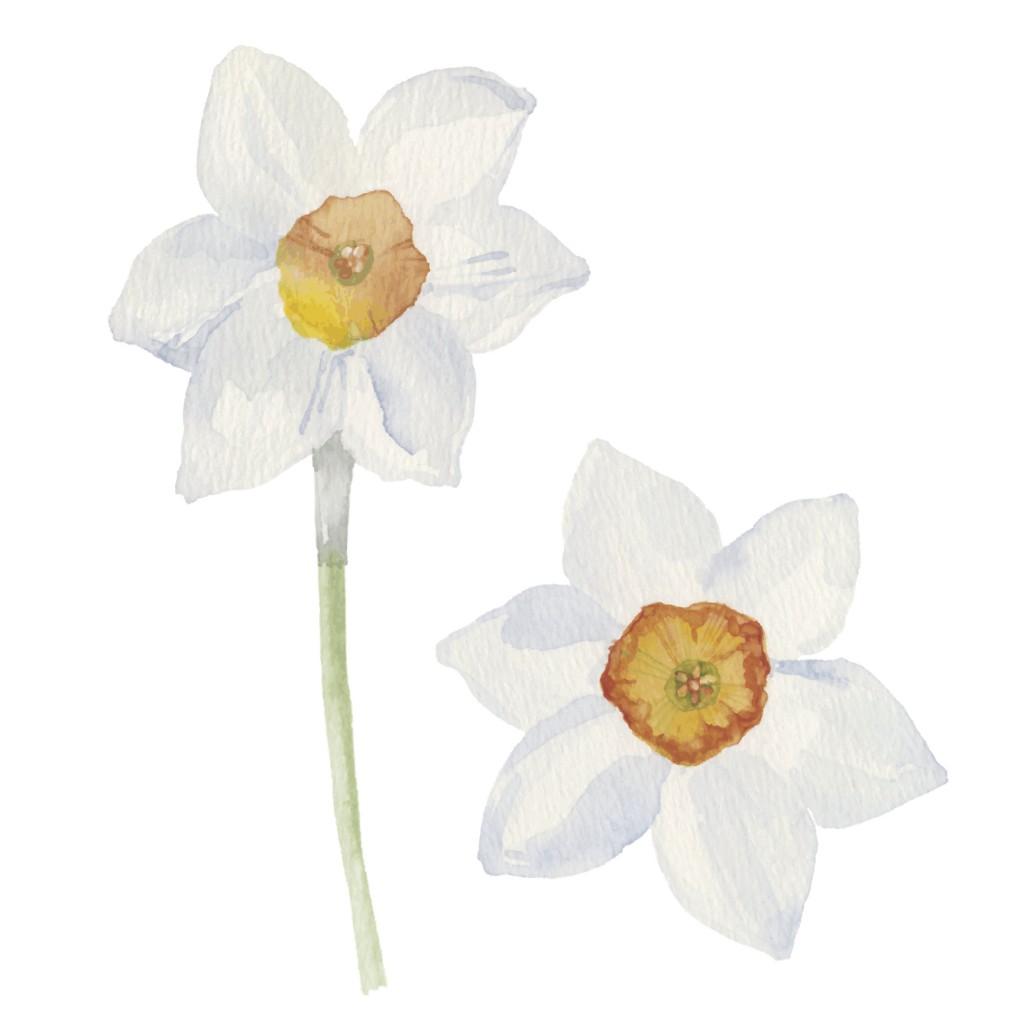 Spring flowers narcissus isolated on white background. Vector, watercolor   illustration.