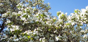Lecture in Dublin, Signs from Above