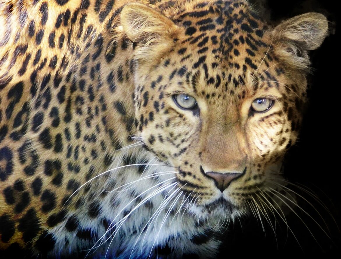 leopard-gb478f91e8_1280