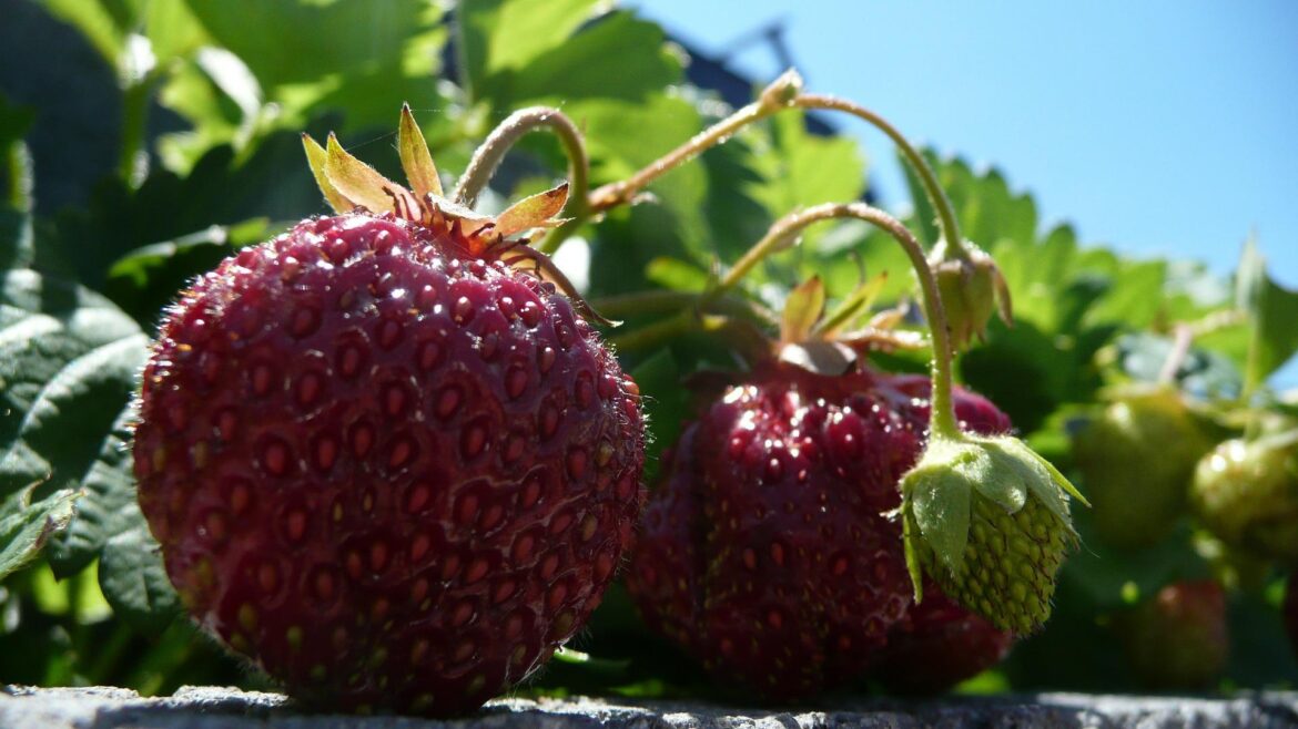 strawberries-g3dece13b6_1920