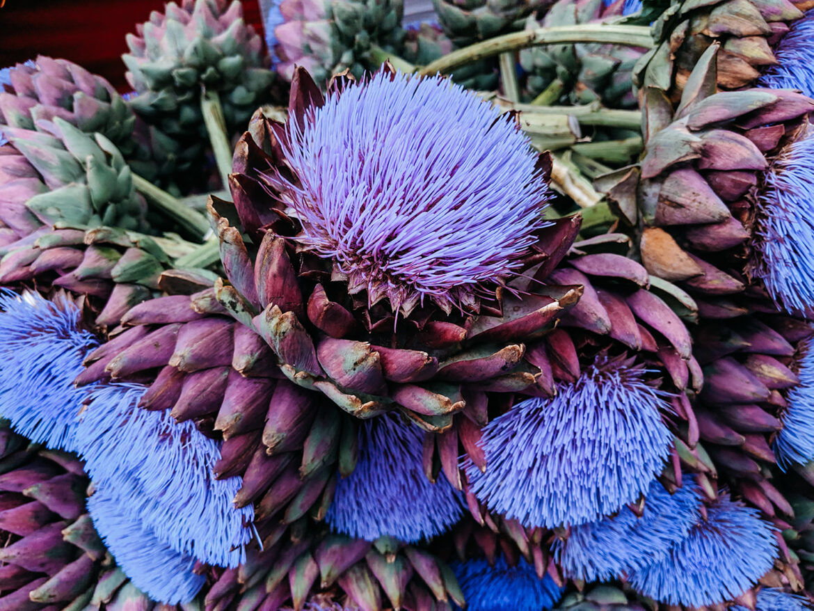 artichoke